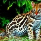 Free access to ashling Leaks OnlyFans 

 profile picture