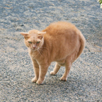 Onlyfans leaked bellafoxy 

 profile picture