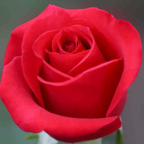 Free access to @blondierosie Leak OnlyFans 

 profile picture