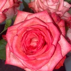 Download boobaby OnlyFans content for free 

 profile picture