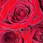 crazymango (Yendi Yiadom) free OnlyFans Leaked Videos and Pictures 

 profile picture