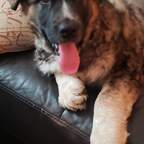 Download demonicangel OnlyFans leaks for free 

 profile picture