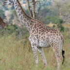 Free access to (@dickedemdown) Leaked OnlyFans 

 profile picture