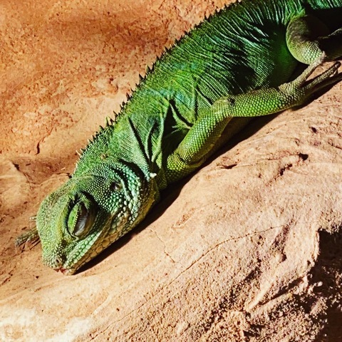 Header of dom_inked_germany