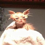 edens (Eden) free OnlyFans Leaked Pictures & Videos 

 profile picture