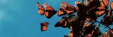 Header of endlessariana