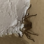 fingerstring OnlyFans Leaked Photos and Videos 

 profile picture