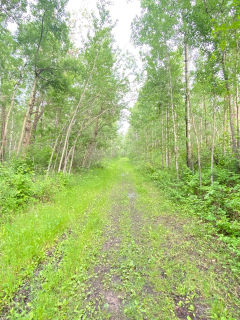 Header of gxngerbunni