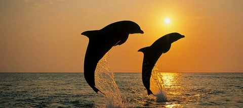 Header of itsmrdolphin