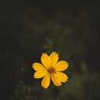 kapoor (Arjun Kapoor) Only Fans Leaked Content [FREE] profile picture