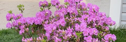 Header of kittythegirly