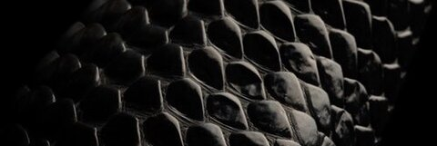 Header of lexiidomme