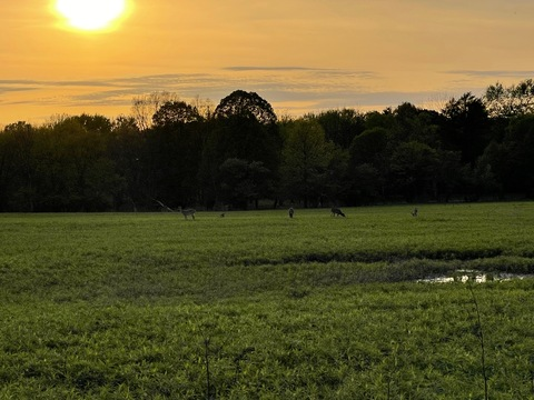 Header of littlewolf25