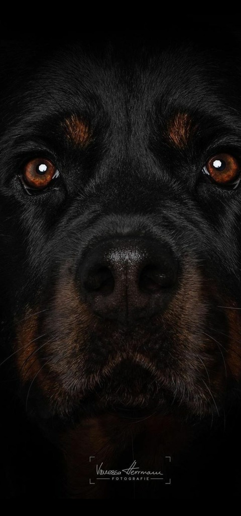 Header of longstroke14