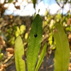 Free access to (lovelylola888) Leaked OnlyFans 

 profile picture