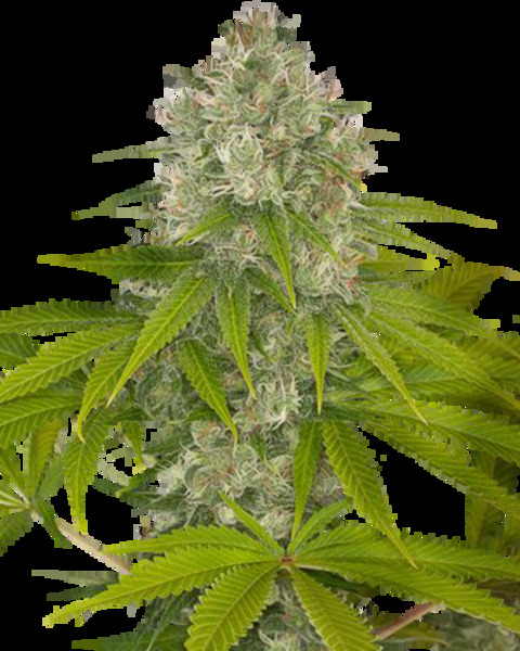 Header of lyteskynstunner