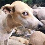 meruu OnlyFans Leaks 

 profile picture