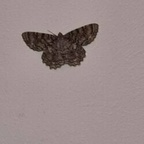 moonsage5 (no) free OnlyFans Leaked Videos and Pictures 

 profile picture