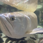 musclex74 (Tony) OnlyFans Leaked Content 

 profile picture