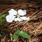 naominightshade (Naom) OnlyFans Leaked Pictures & Videos 

 profile picture