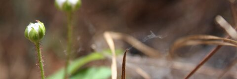 Header of naominightshade