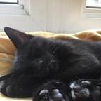 nigiri (Shera  Nigiri) free OnlyFans Leaked Content 

 profile picture