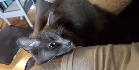 Header of novacelestee