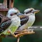 oliver (Sydney Jack) OnlyFans Leaked Videos and Pictures 

 profile picture