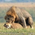 papiporco OnlyFans Leak 

 profile picture