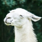 pecantowel (Pecantowel) free OnlyFans Leaked Pictures and Videos 

 profile picture