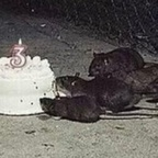 rattu OnlyFans Leaked Photos and Videos 

 profile picture