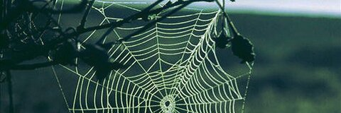 Header of ravenxfriday