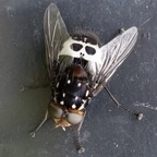 Download redmill OnlyFans content for free 

 profile picture