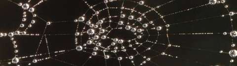 Header of roseafterhours