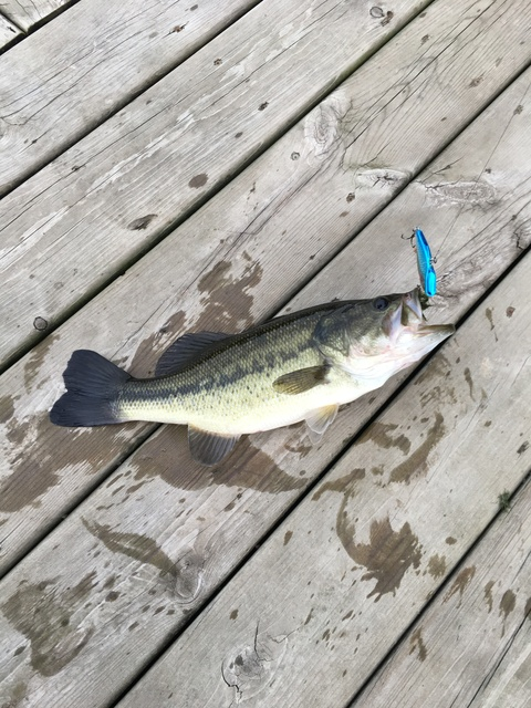 Header of shaggy1515