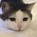 solpi OnlyFans Leaked Photos and Videos 

 profile picture