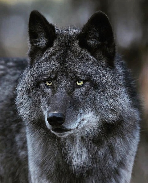 Header of stepfanmurray