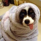 Free access to (stevecatdancer) Leaks OnlyFans 

 profile picture