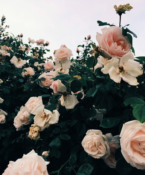 Header of sweeterthancherrypie