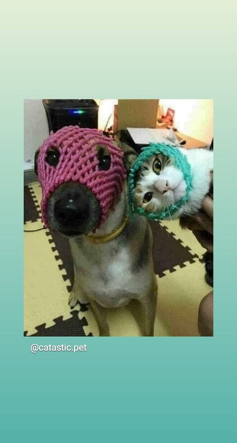 Header of sweetest_lemon