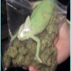 tequilalala (Tequilala) OnlyFans Leaked Pictures & Videos 

 profile picture