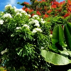 tropical_kay OnlyFans Leaked Photos and Videos 

 profile picture