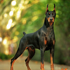 u111094709 (Fullyautomatic) OnlyFans Leaked Pictures and Videos 

 profile picture