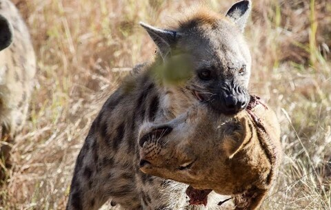 Header of umustbekidding