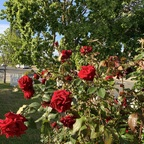 Onlyfans leaked veganprincess 

 profile picture