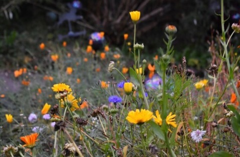 Header of yourlocalsugarbaby